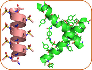 AApeptide Folding
